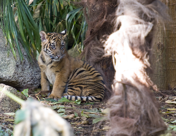 Sumatran Tiger Cubs