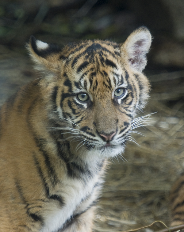 Sumatran Tiger Cubs