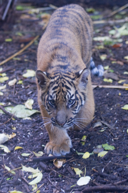 Sumatran Tiger Cubs