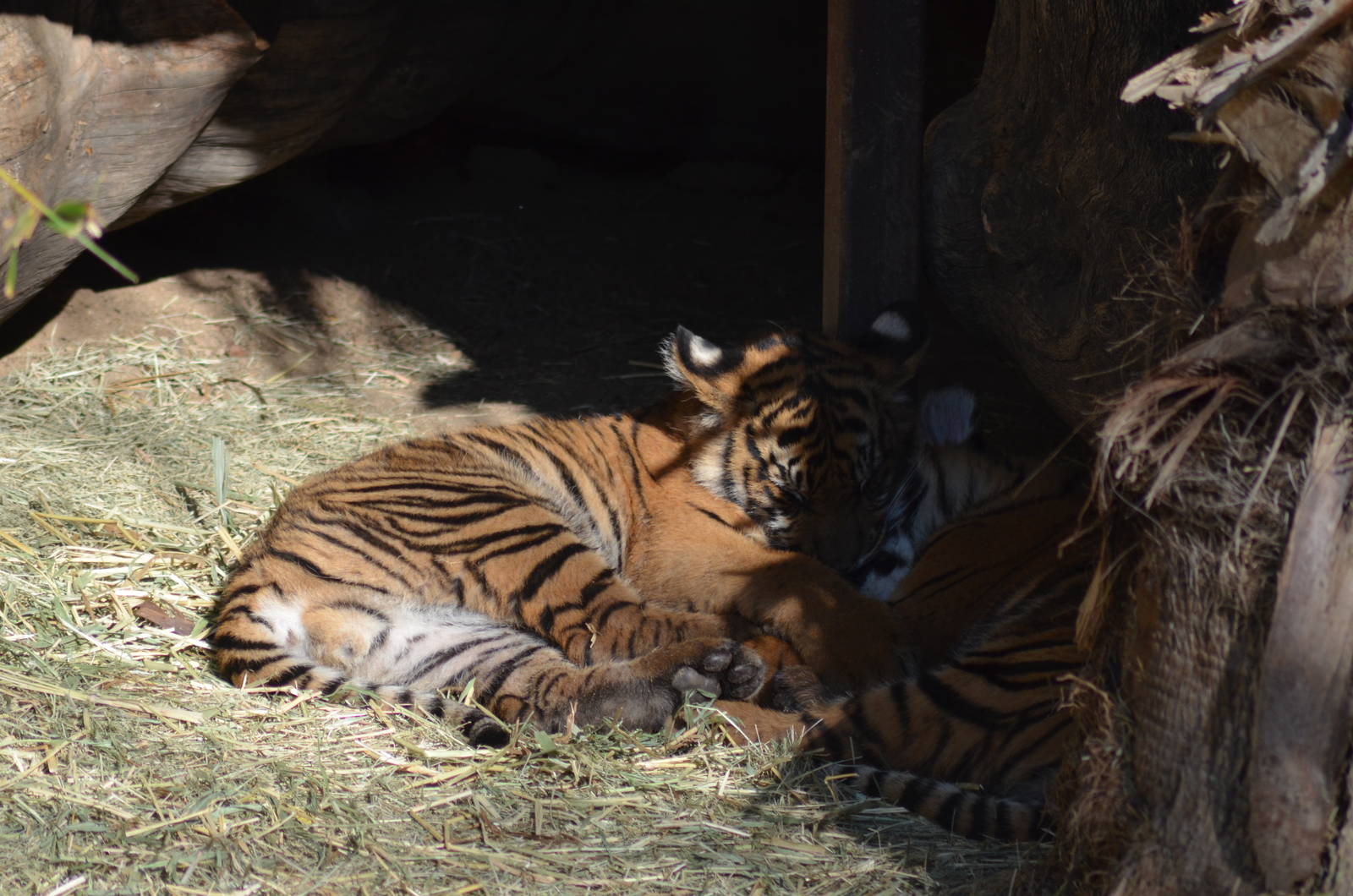 Sumatran Tiger Cubs