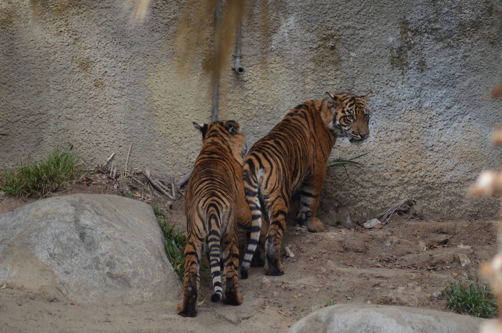 Sumatran Tiger Cubs
