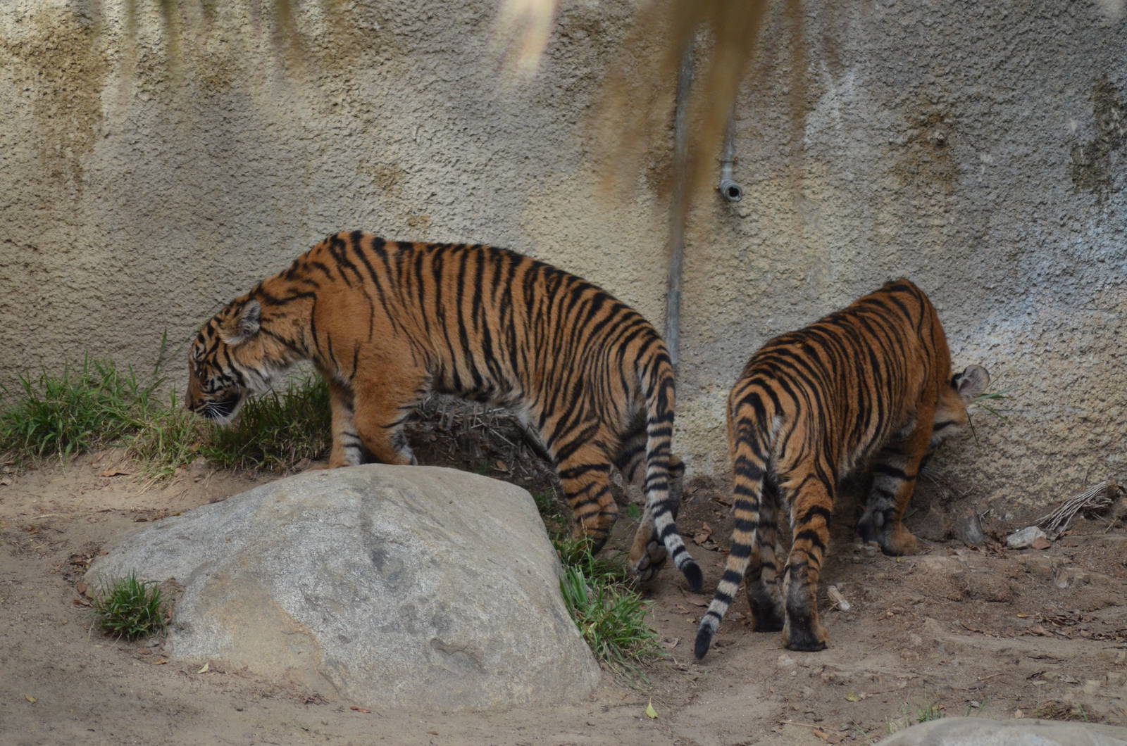 Sumatran Tiger Cubs