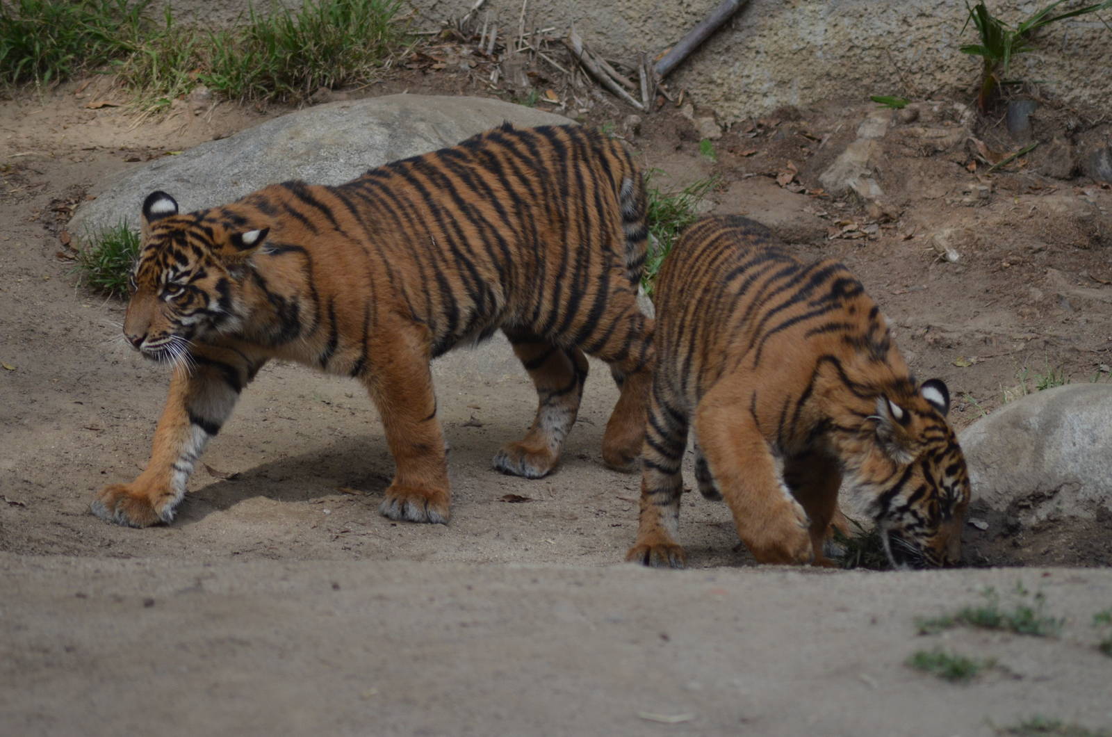 Sumatran Tiger Cubs