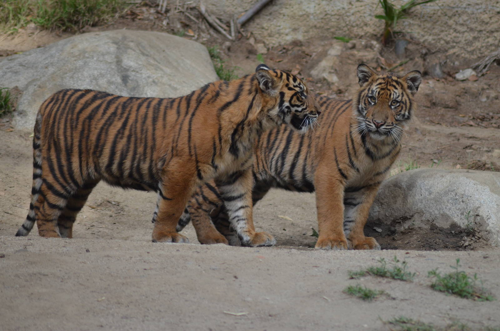 Sumatran Tiger Cubs