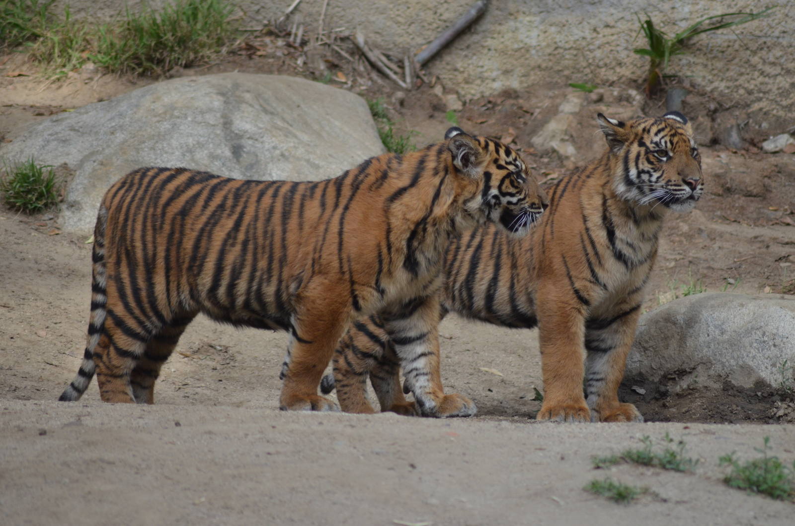 Sumatran Tiger Cubs