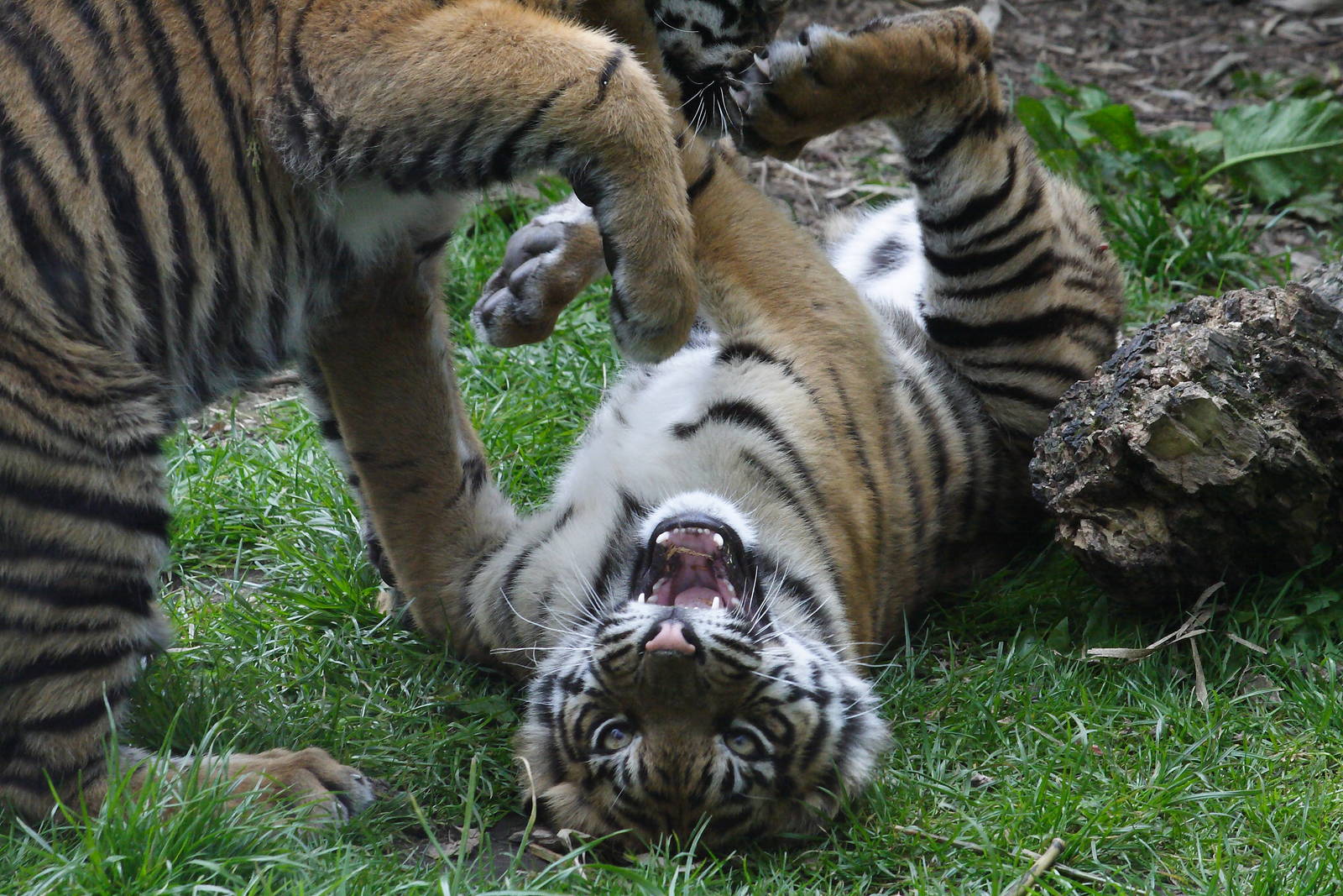 Sumatran tiger cubs