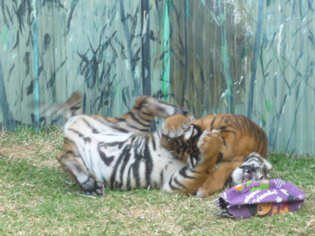 Sumatran Tiger Cubs