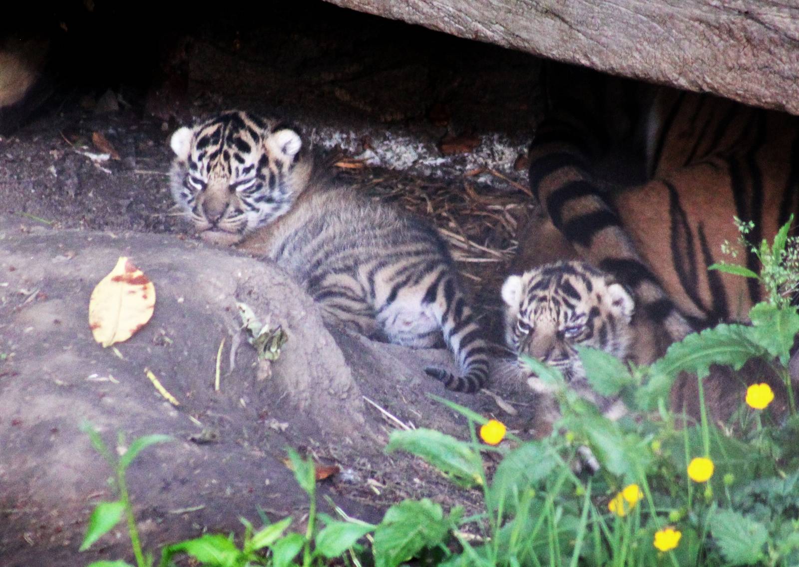 Sumatran tiger cubs