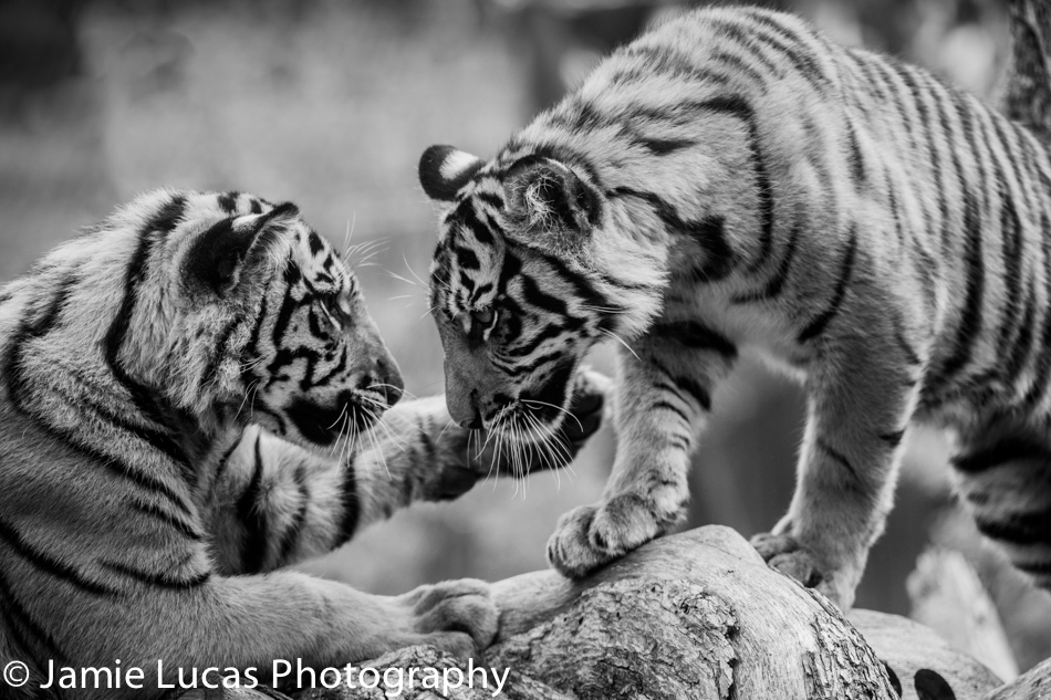 Sumatran Tiger cubs