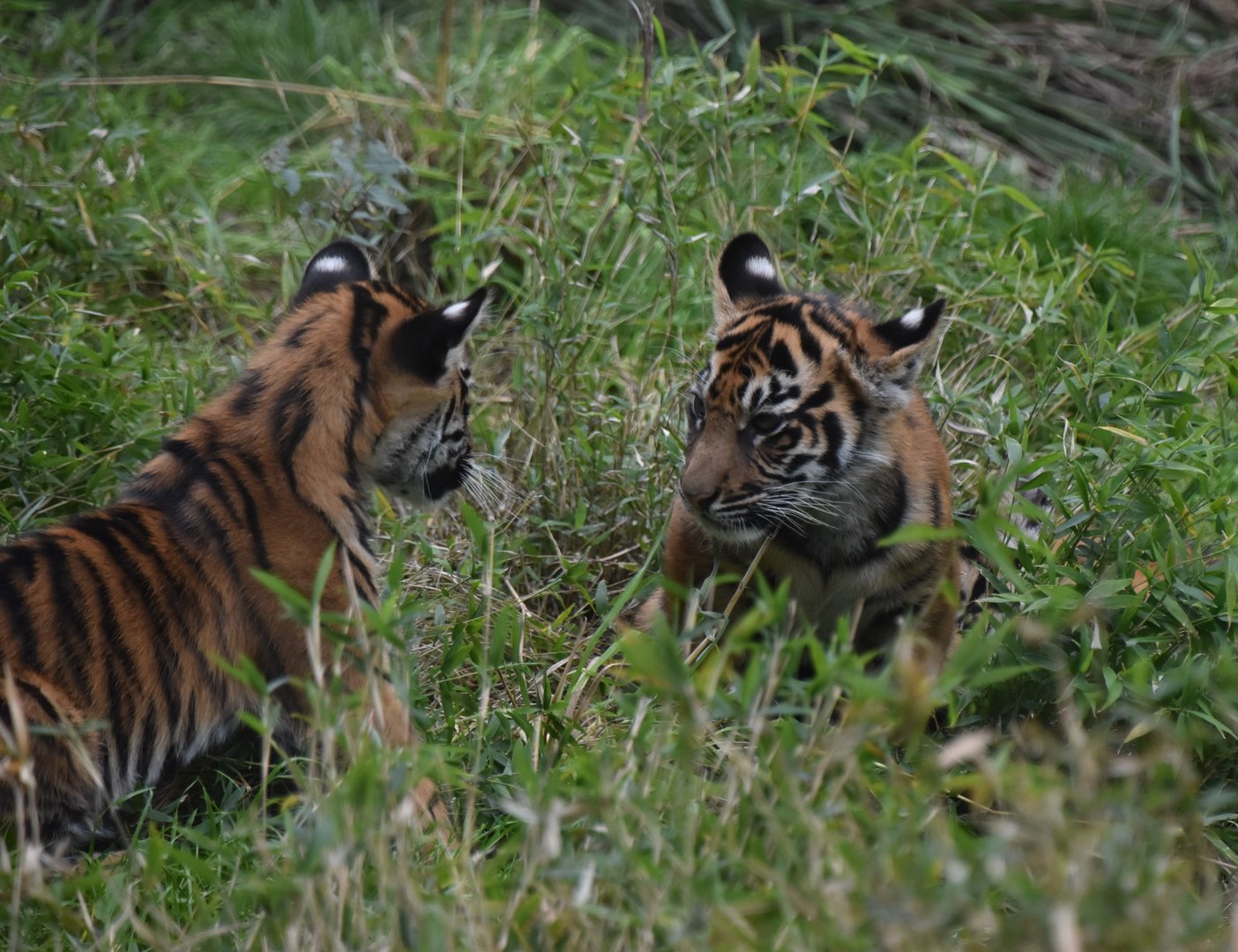 Sumatran tiger cubs