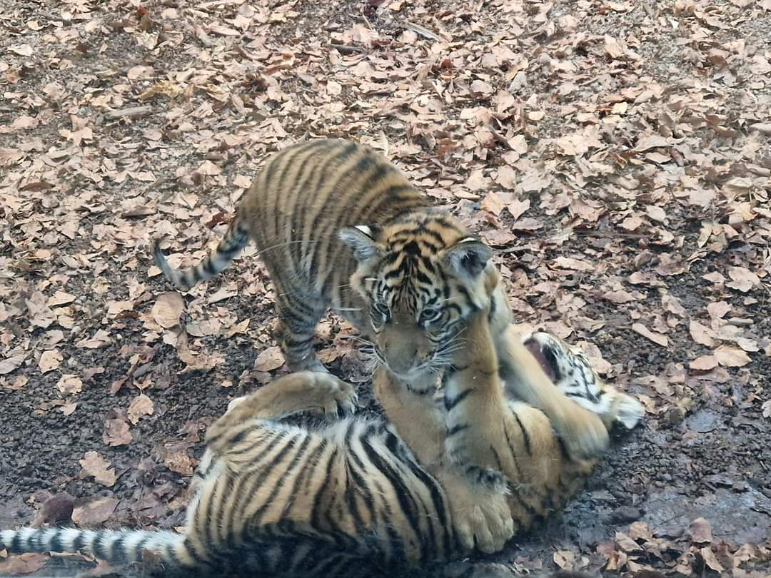 Sumatran tiger cubs