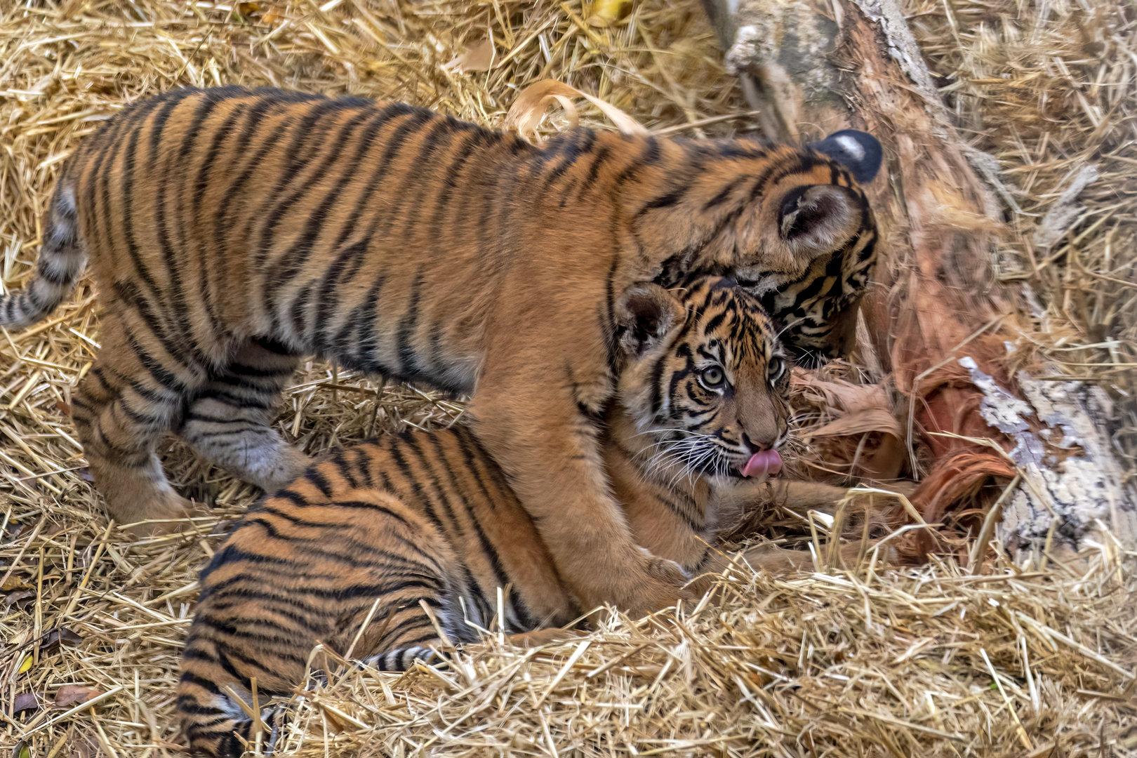 Sumatran tiger cubs