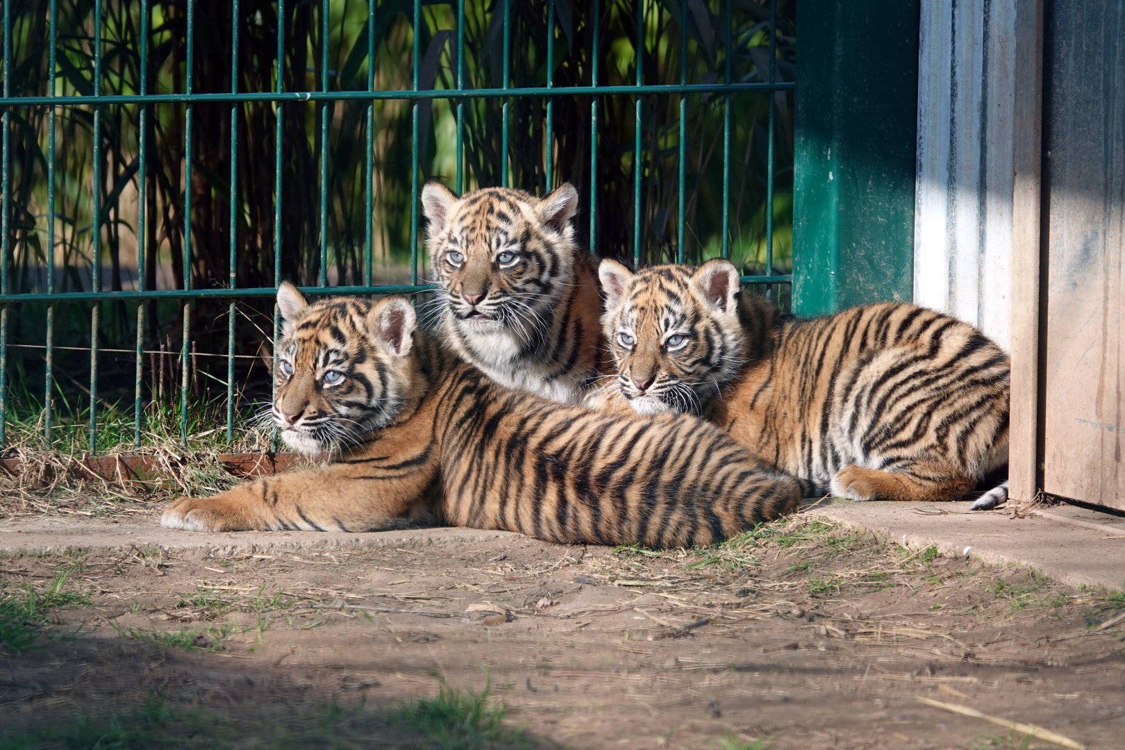 Sumatran tiger cubs