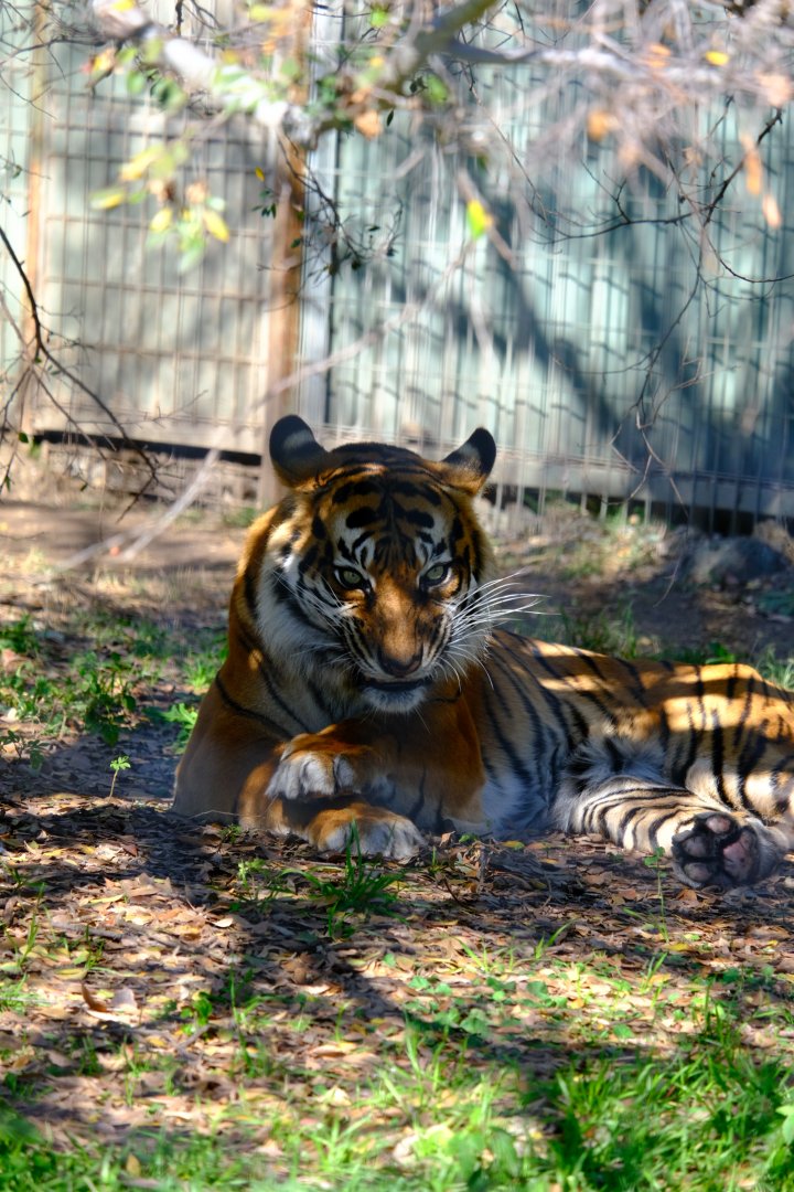 Sumatran Tiger - Darling Downs Zoo