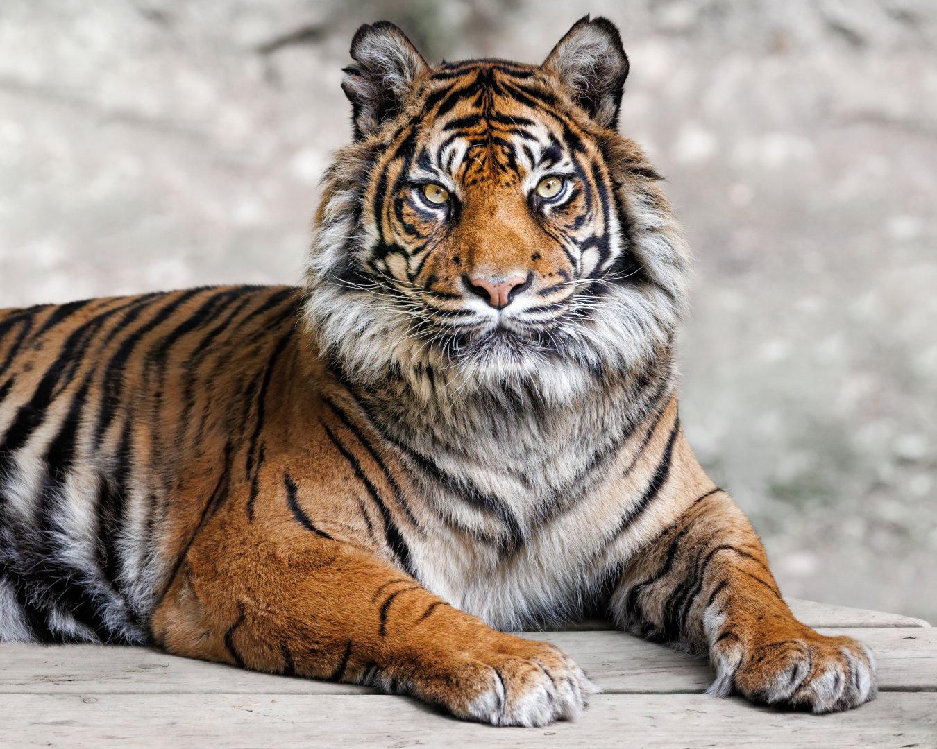Sumatran Tiger (Daseep) / 12-5-22 / Dudley