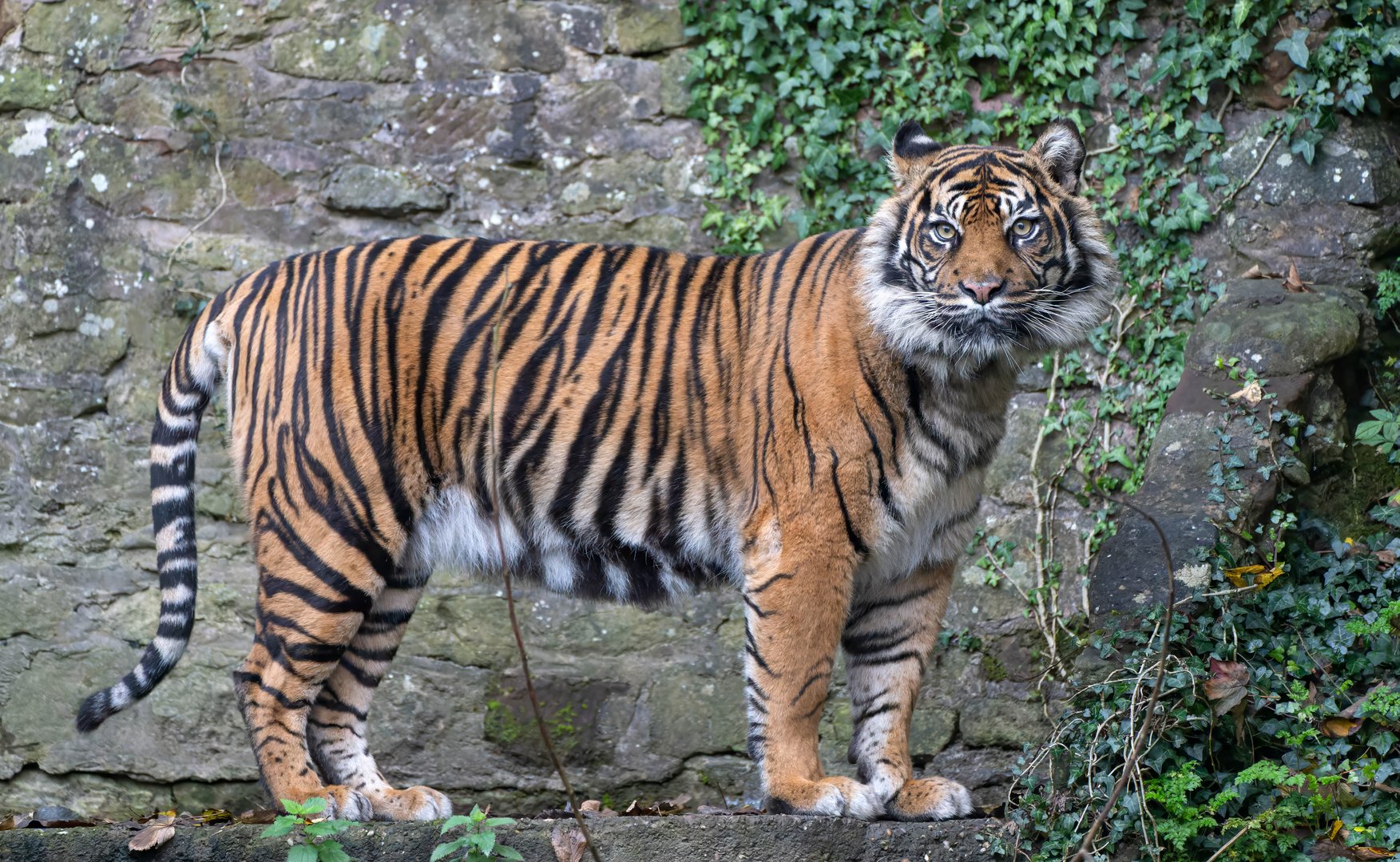 Sumatran tiger, Daseep, Dudley, UK