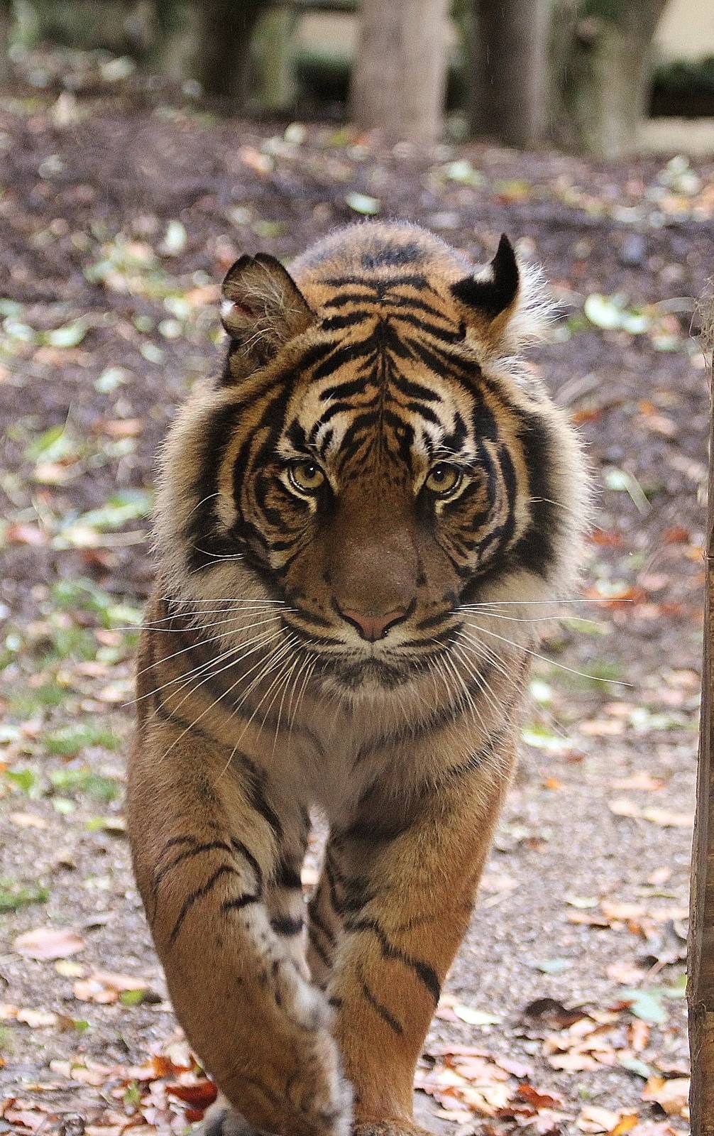 Sumatran Tiger, Daseep