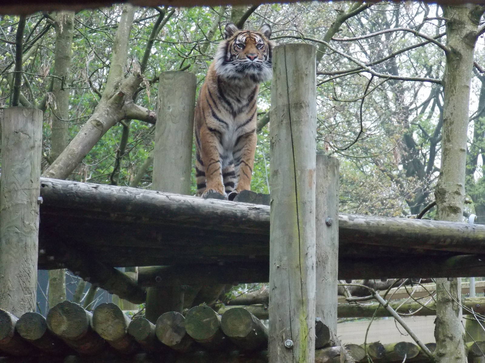 Sumatran Tiger, Daseep.