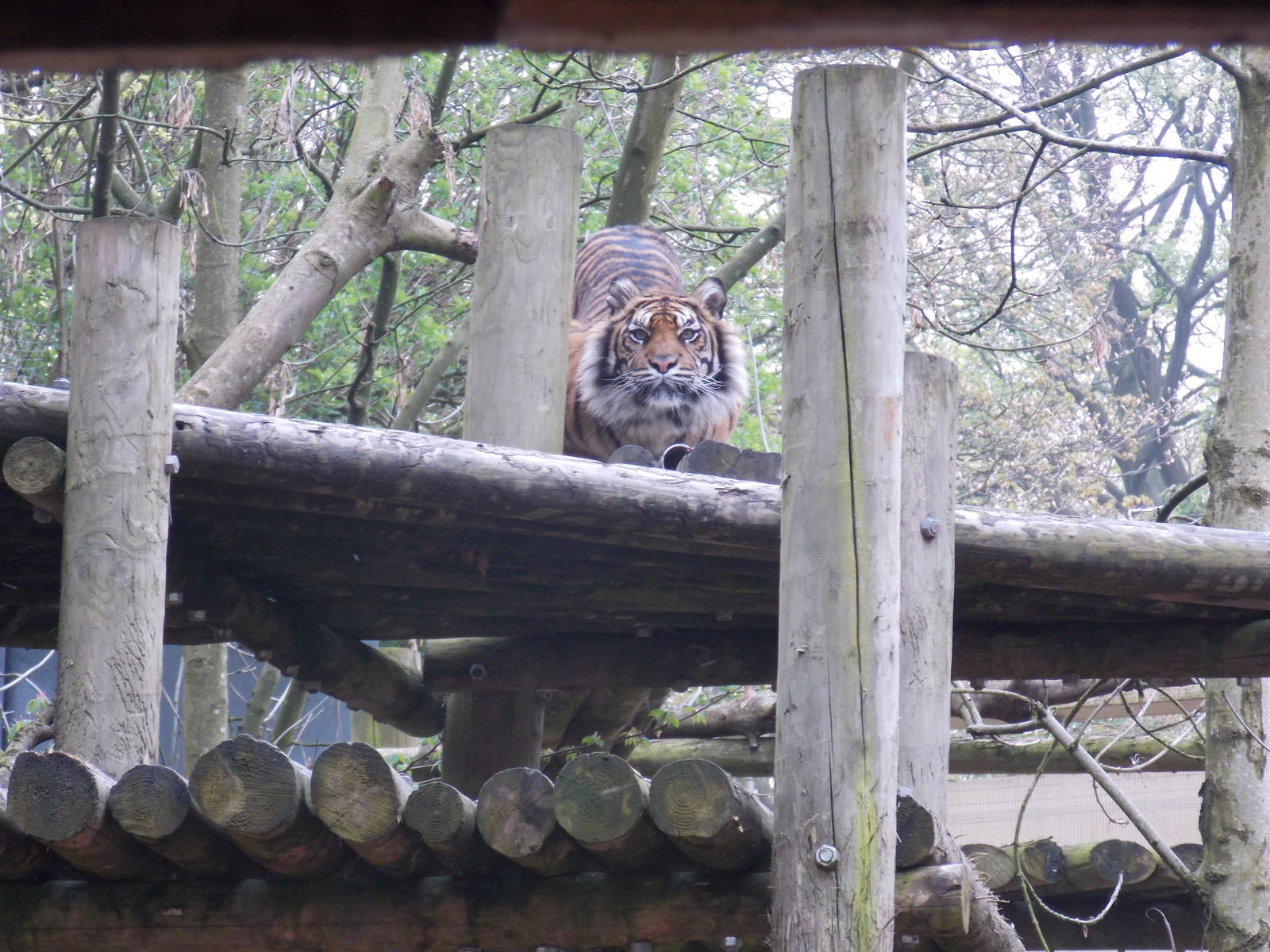 Sumatran Tiger, Daseep.
