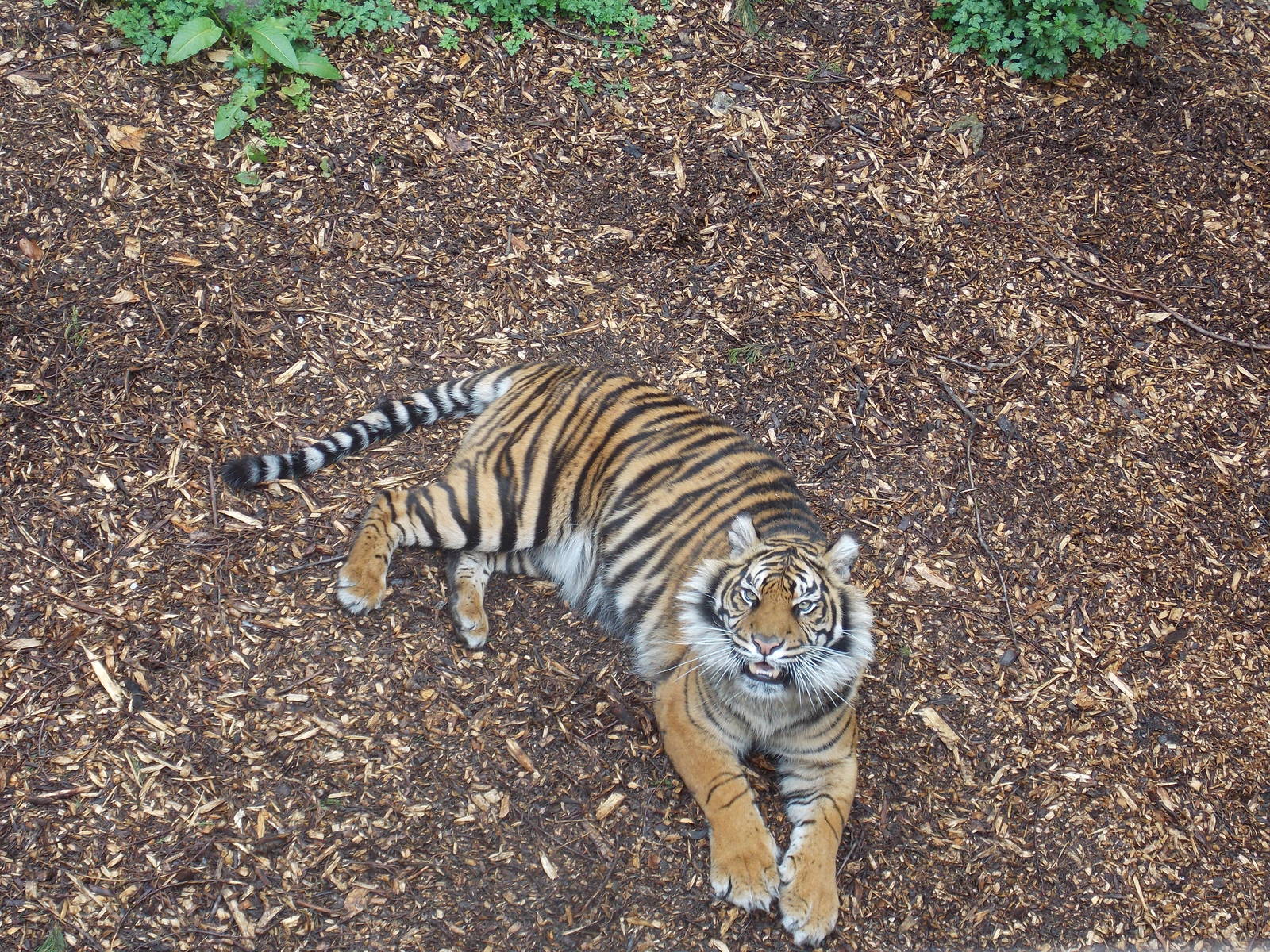 Sumatran Tiger, Daseep.