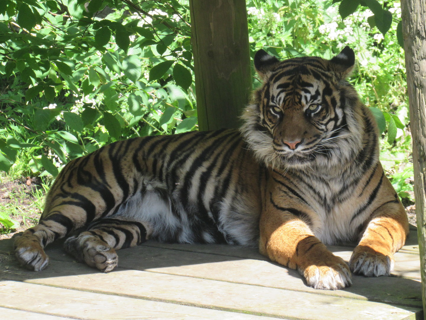Sumatran Tiger - Daseep