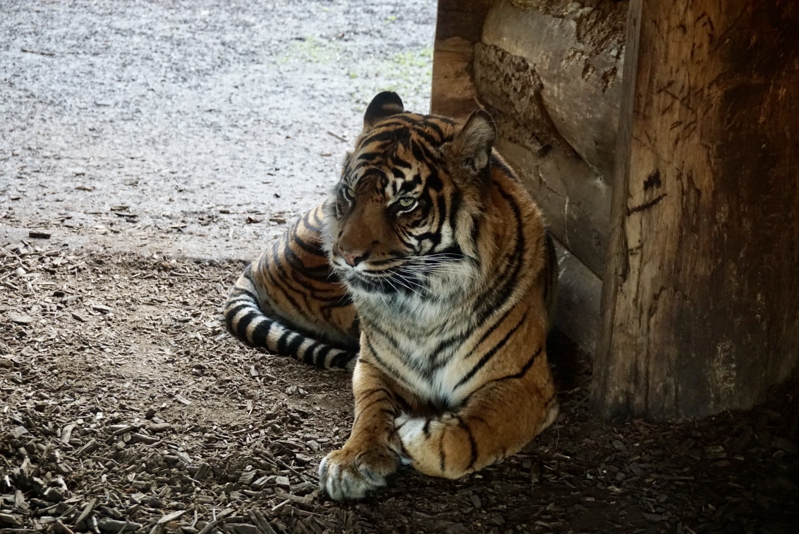 Sumatran Tiger (Daseep)