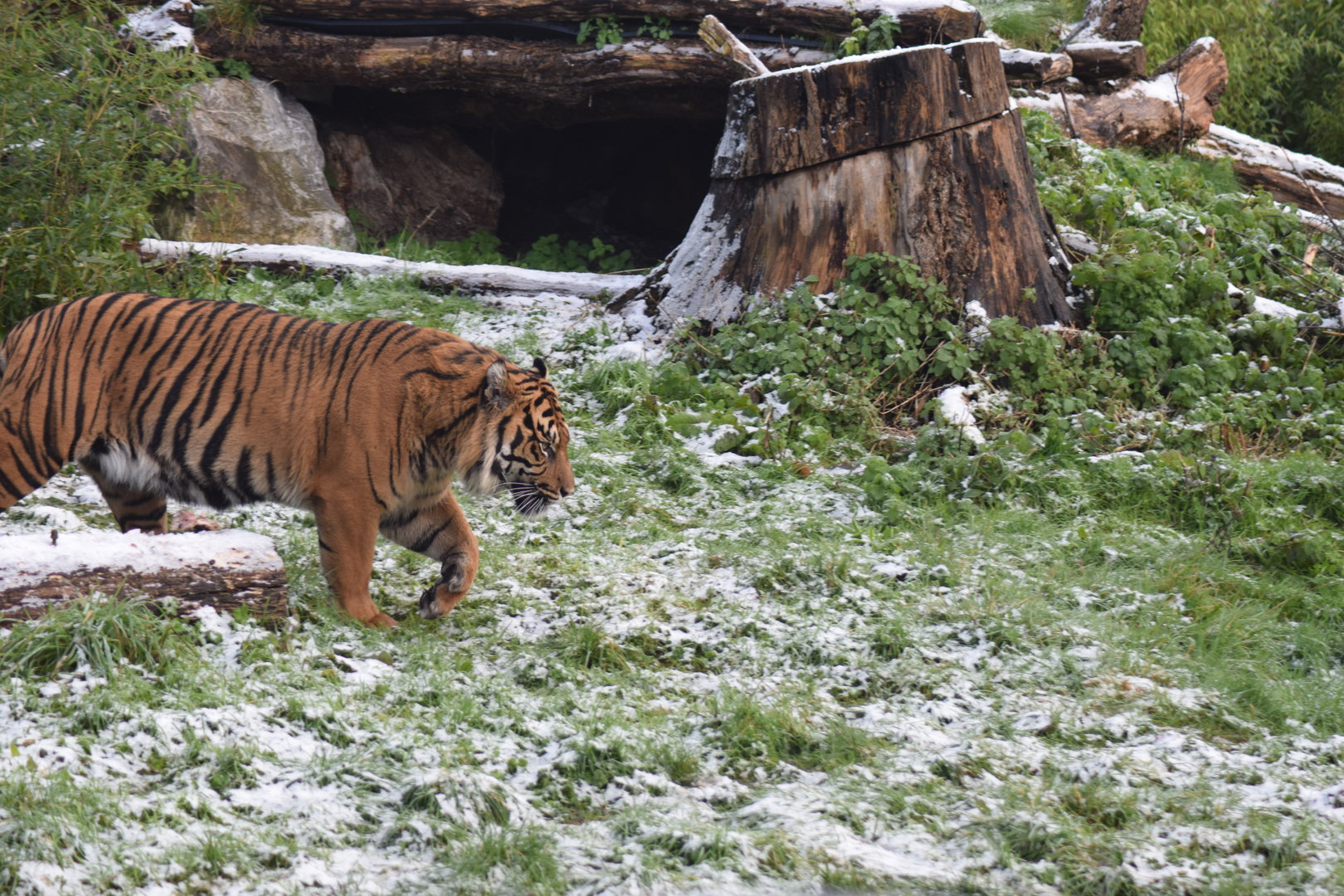 Sumatran Tiger- Dash