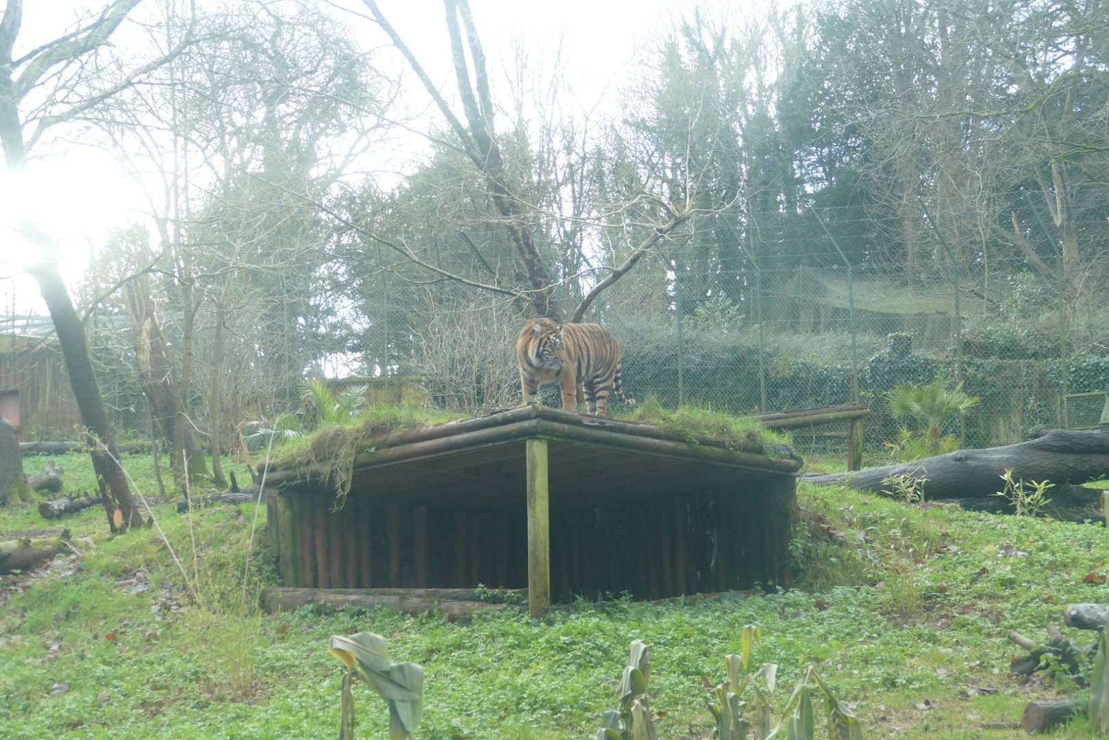 Sumatran tiger, December 2020