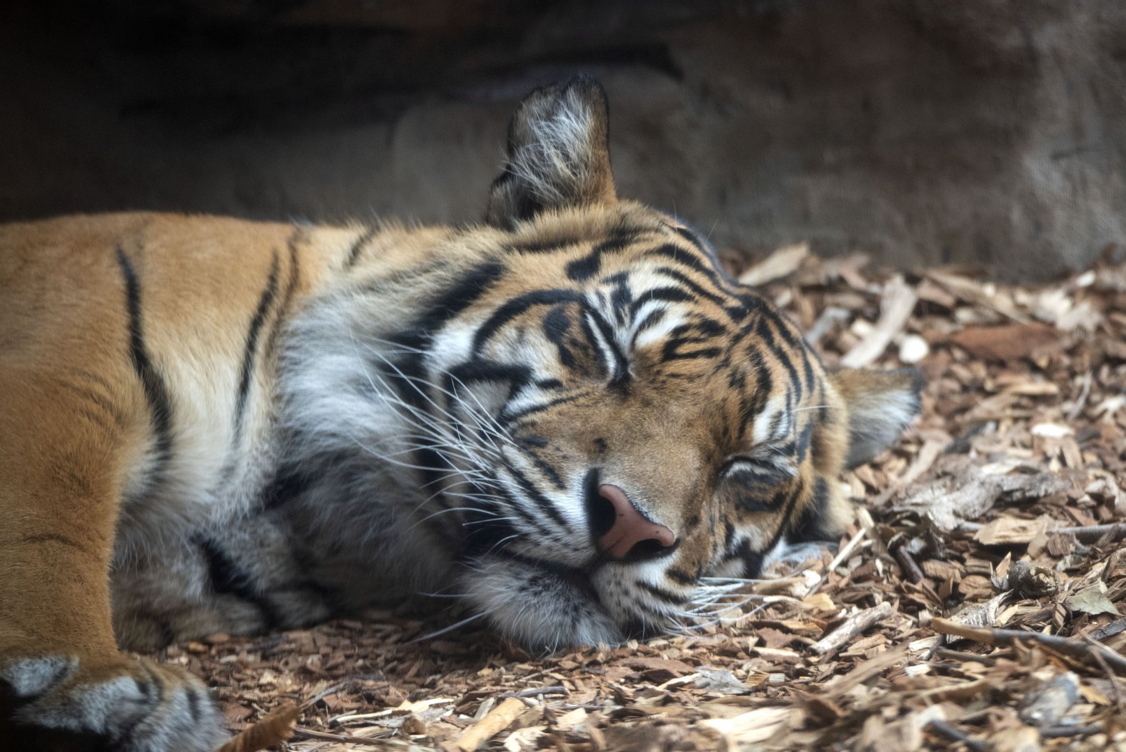 Sumatran tiger 'Delilah'