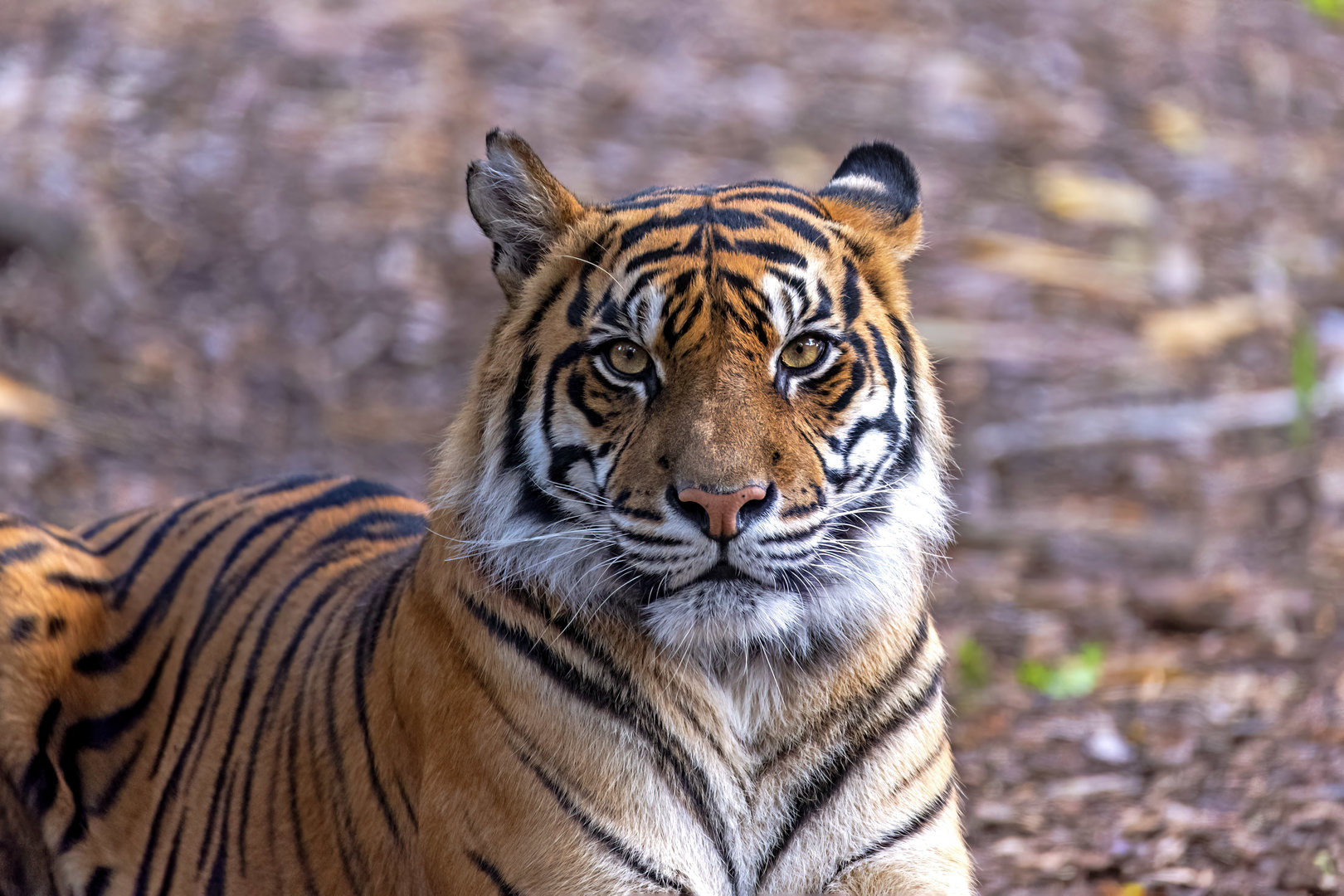 Sumatran tiger 'Delilah'