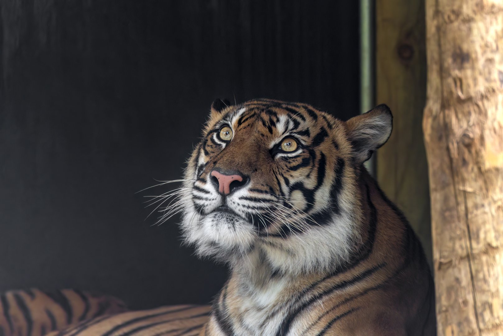 Sumatran tiger 'Delilah'