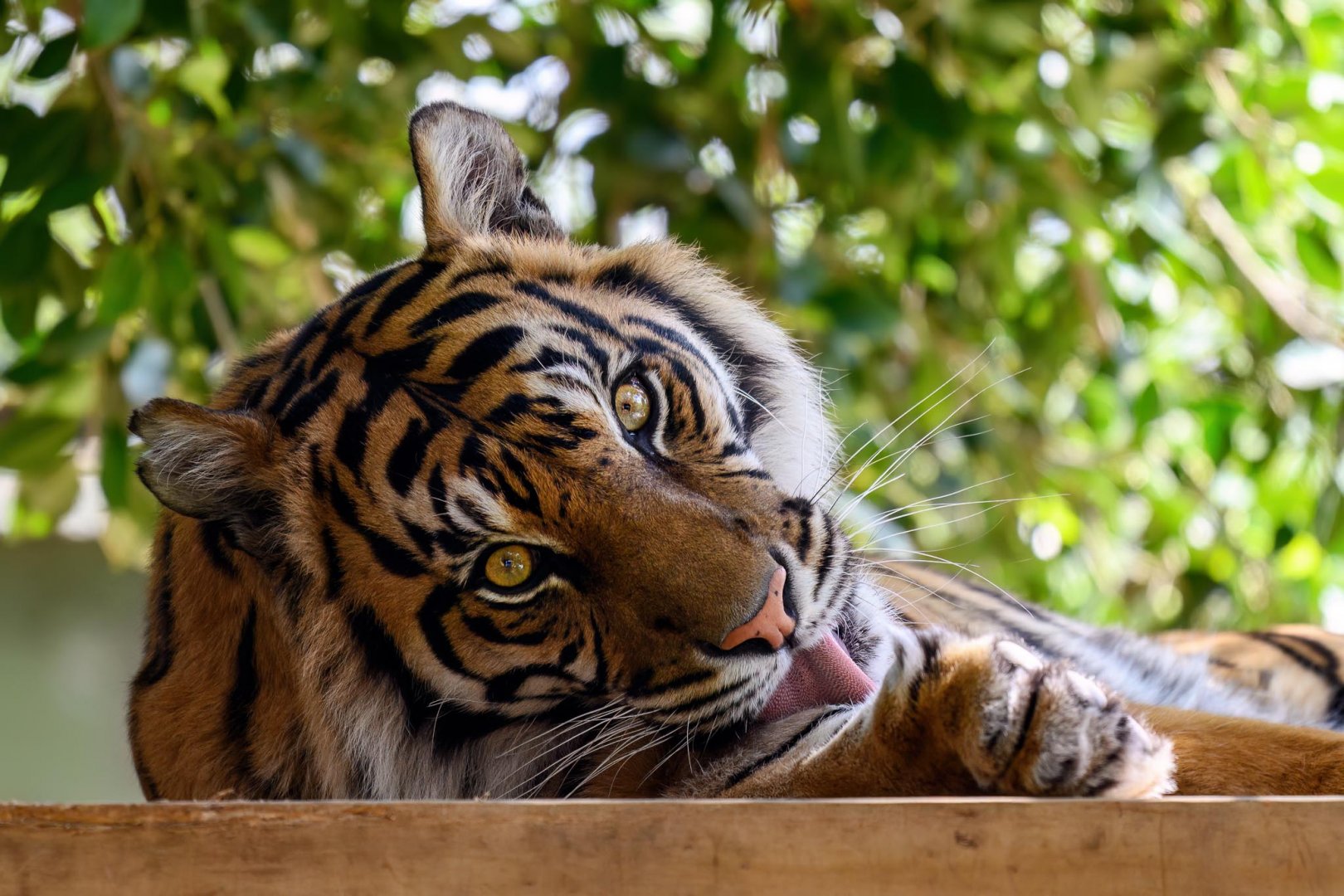 Sumatran tiger 'Delilah'