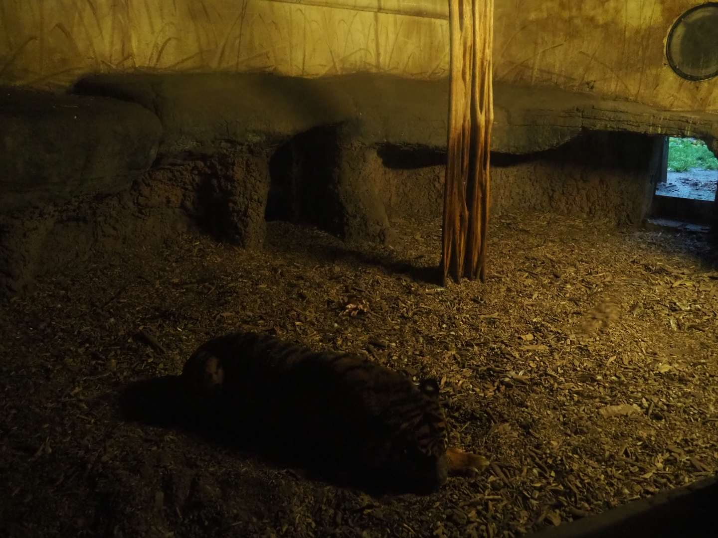 Sumatran tiger den (Nov 10th, 2018)
