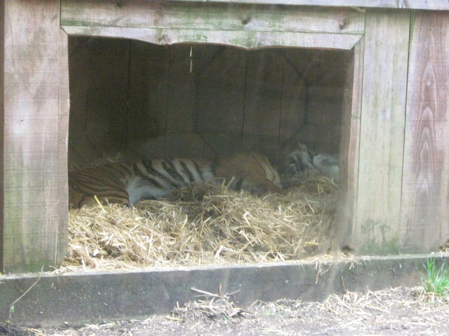 Sumatran Tiger Den