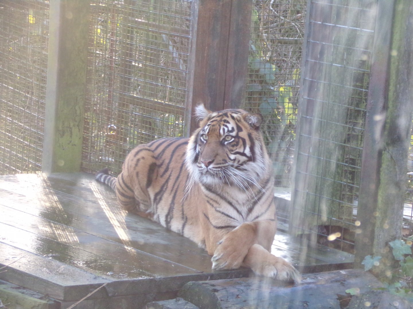 Sumatran tiger “Dharma” 1.1.24
