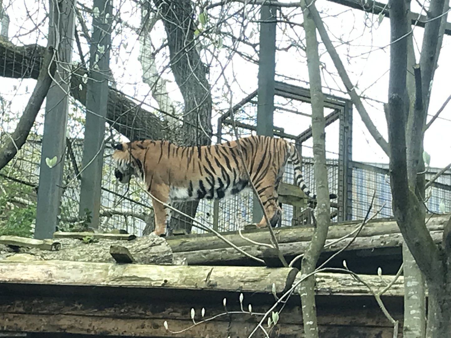 Sumatran tiger “Dharma”