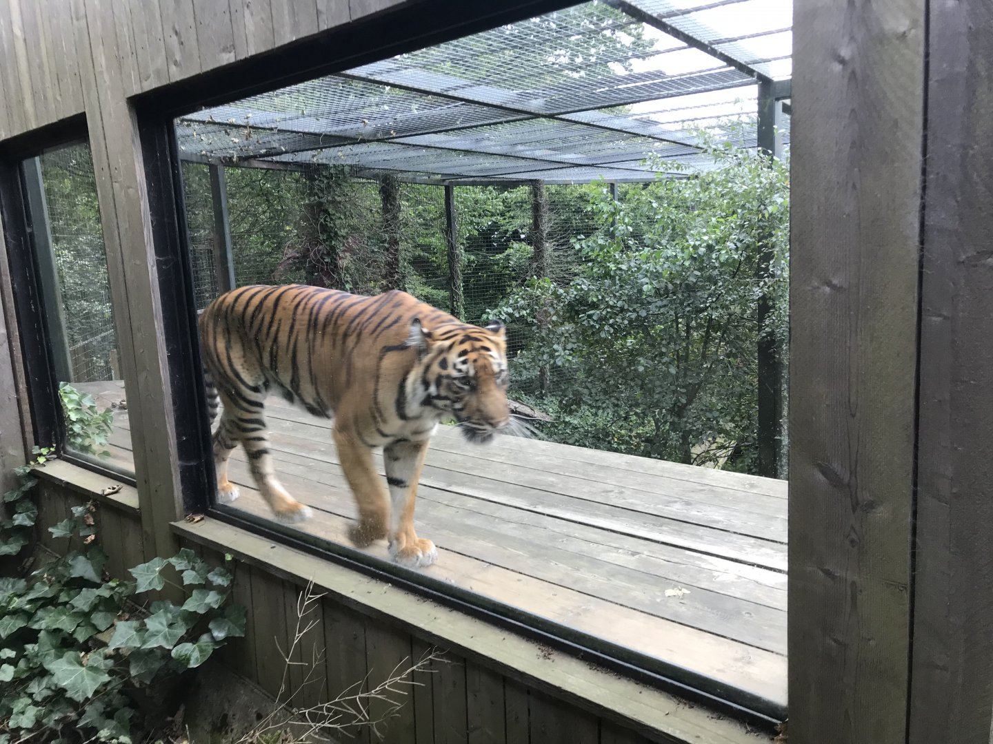 Sumatran tiger “Dharma”