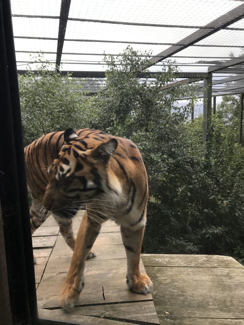 Sumatran tiger “Dharma”