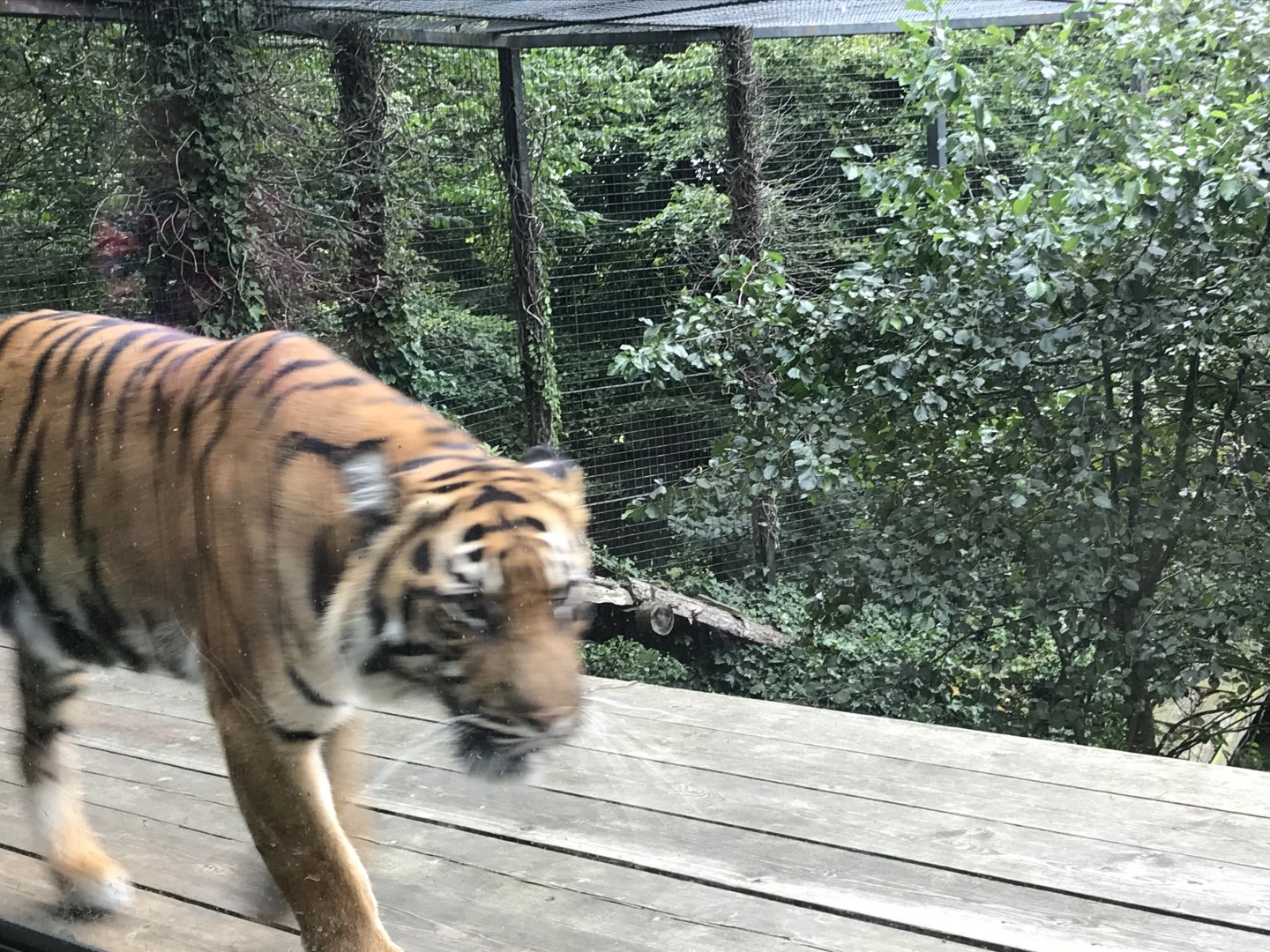 Sumatran tiger “Dharma”
