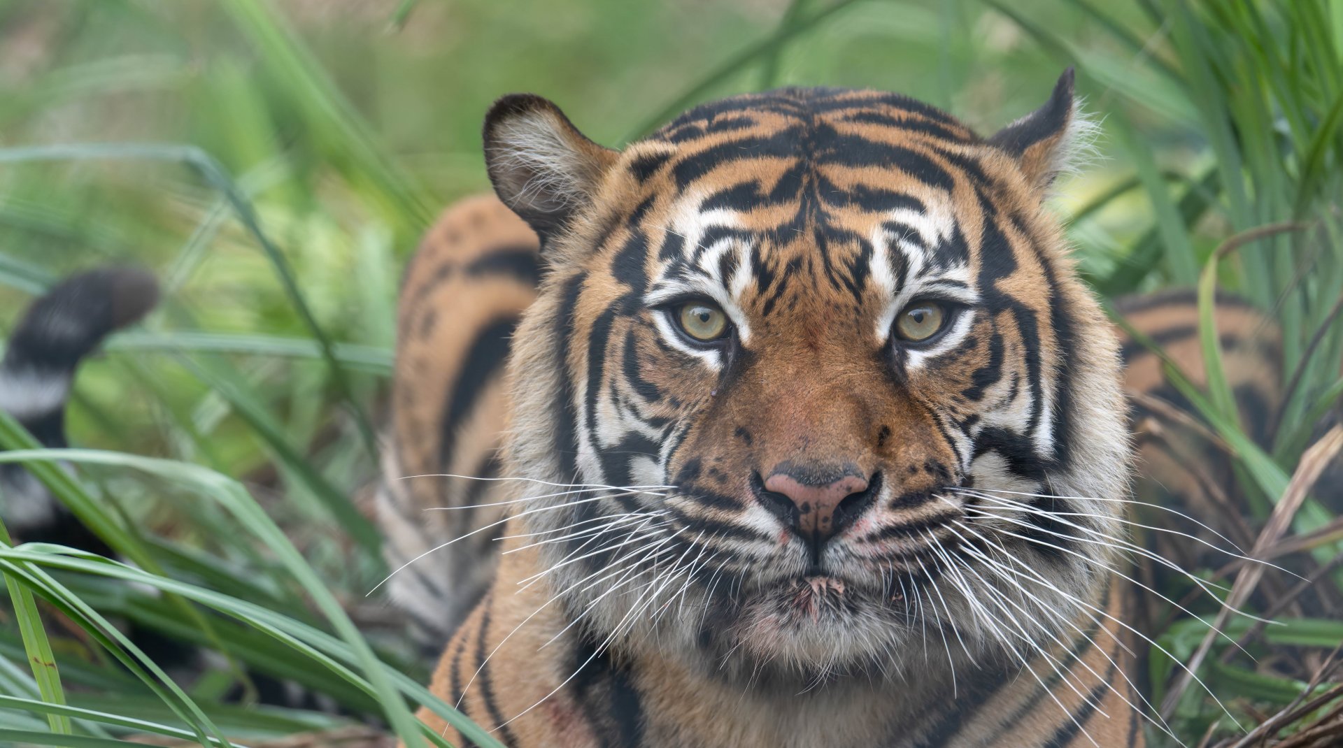 Sumatran tiger, Dora, (f), Drayton manor theme park zoo, UK
