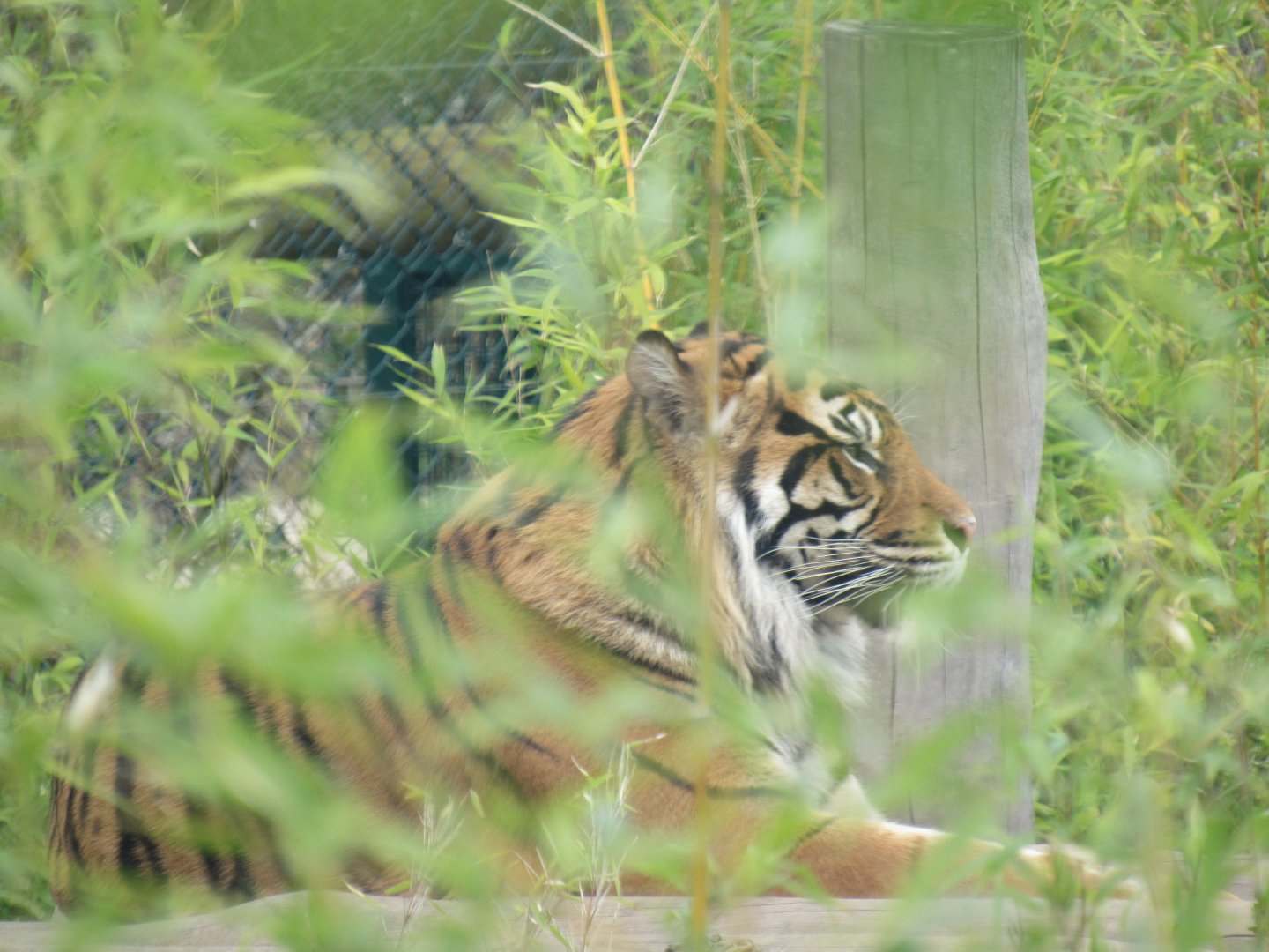 Sumatran tiger - Dourga