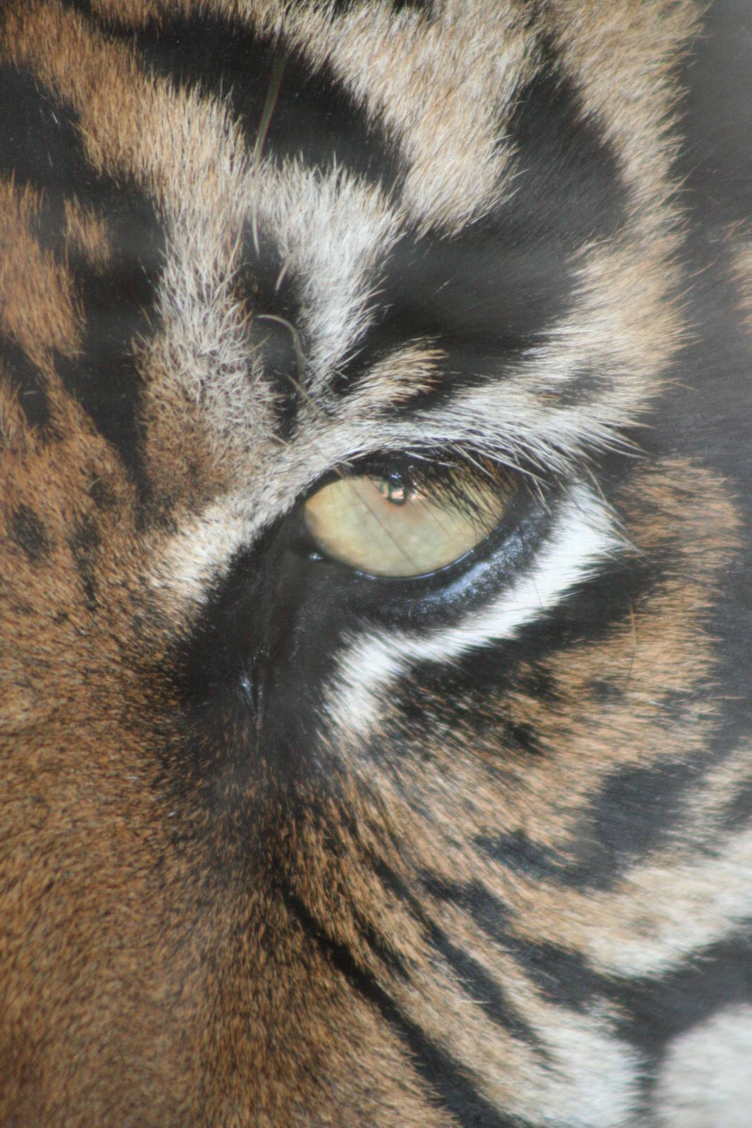 Sumatran Tiger @ Dudley; 19.09.2015