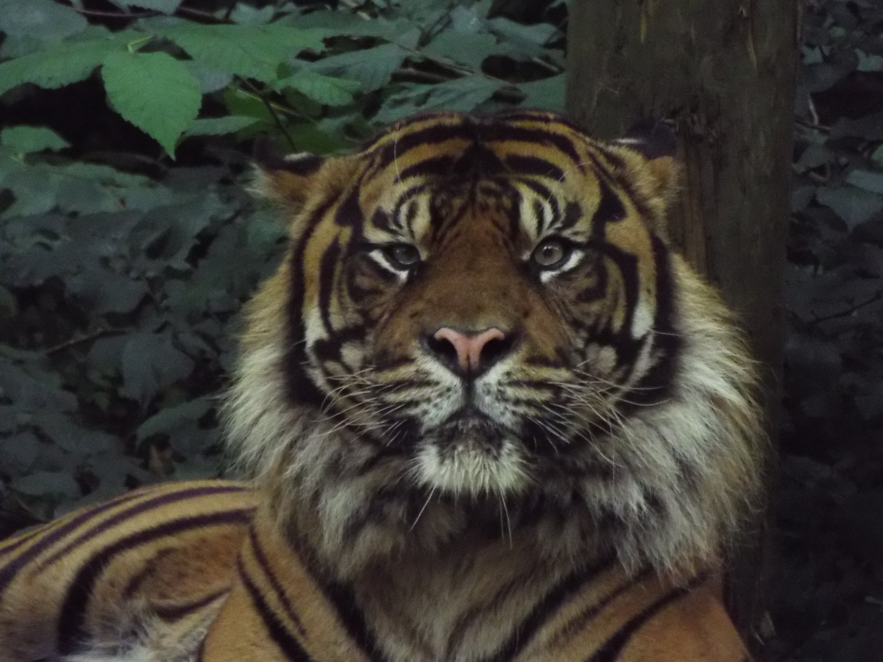 Sumatran Tiger Dudley Zoo