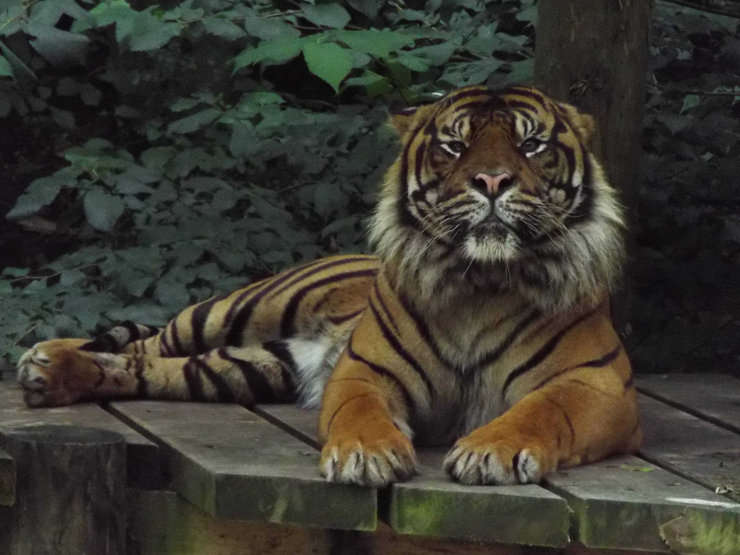 Sumatran Tiger Dudley Zoo