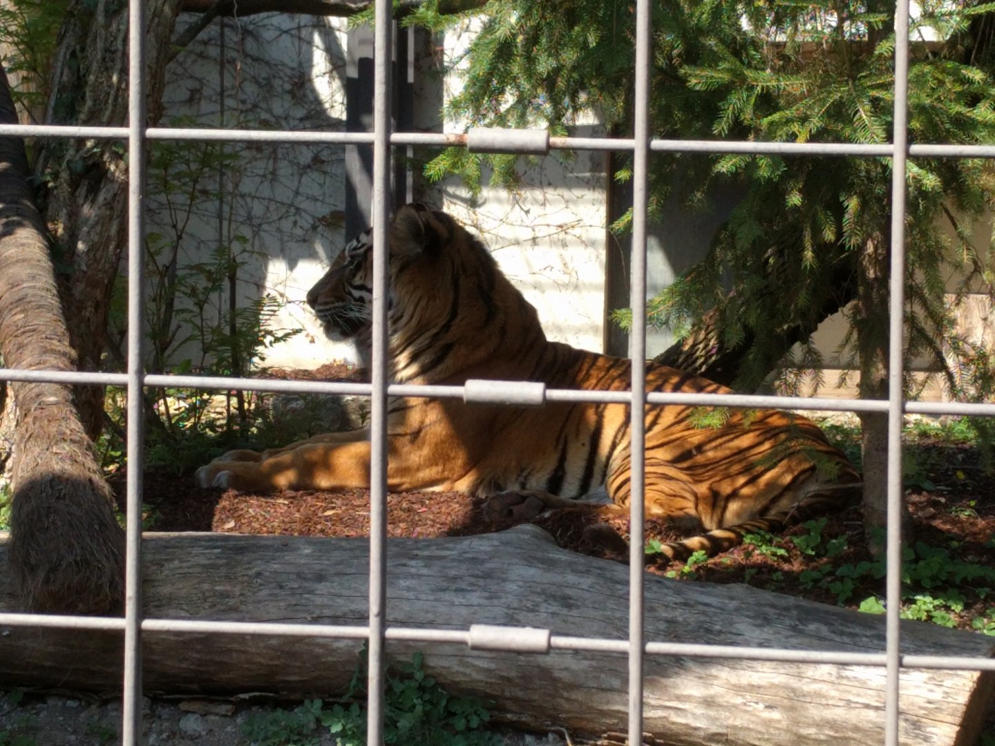 Sumatran Tiger Dumai