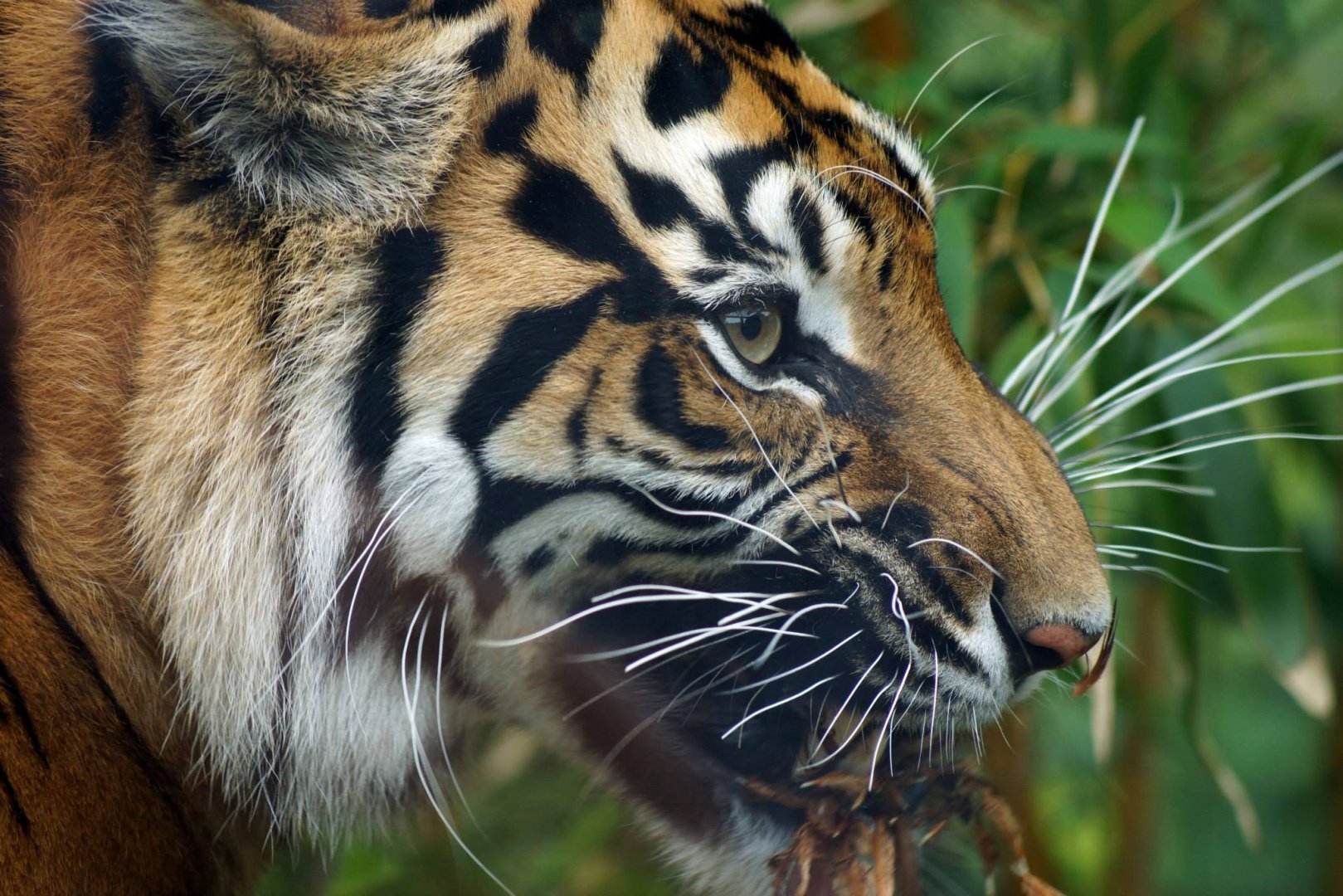 Sumatran Tiger eat c