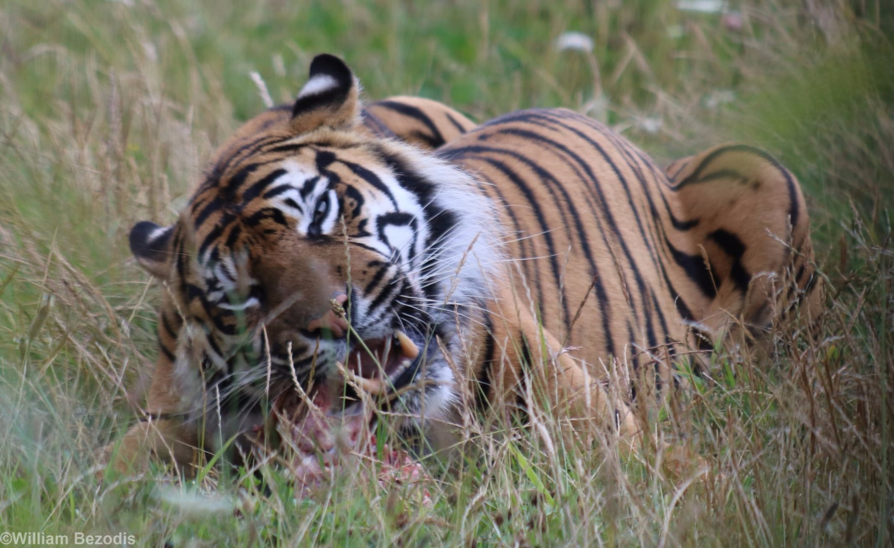 Sumatran Tiger Eating