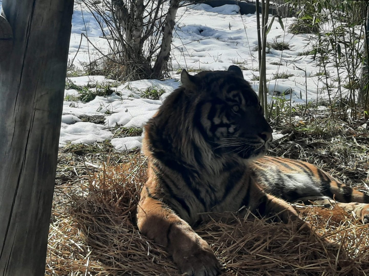 Sumatran Tiger - Eko