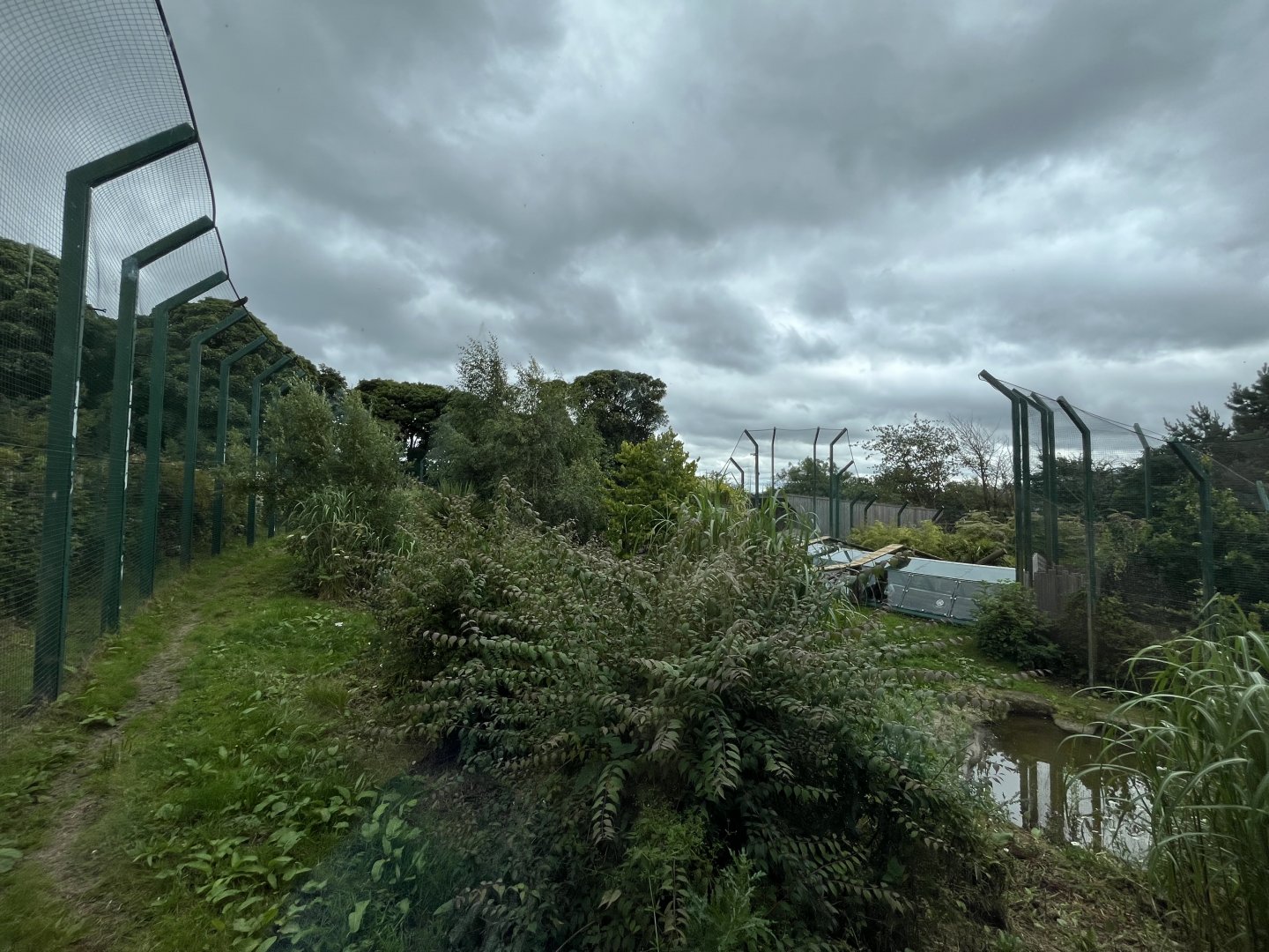 Sumatran tiger enclosure 0.5 version 19.7.24