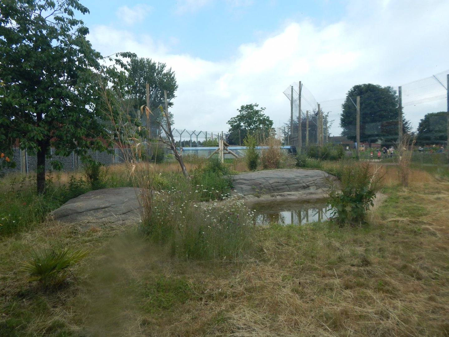 Sumatran tiger enclosure 020721